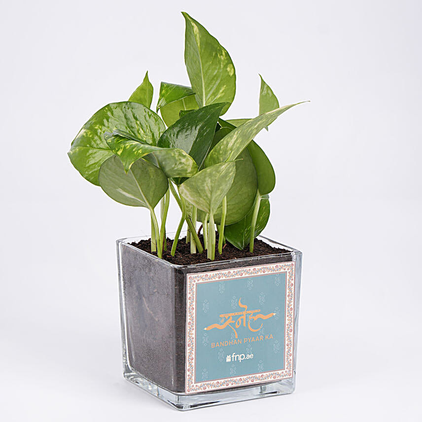 Money Plant For Rakhi Day In Glass Vase