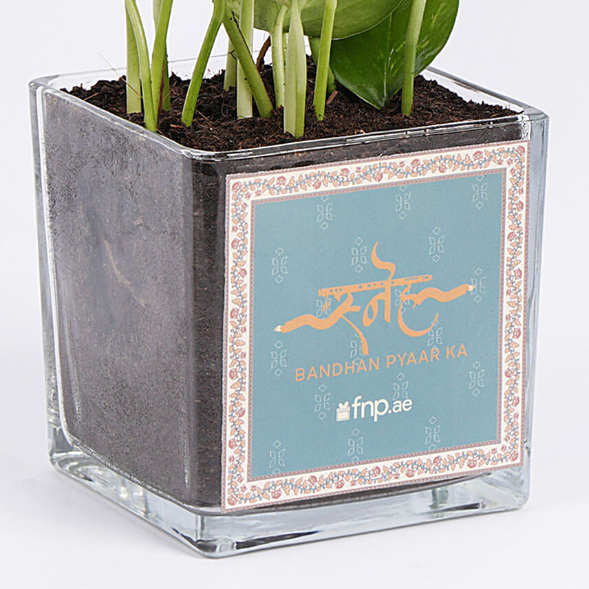 Money Plant For Rakhi Day In Glass Vase