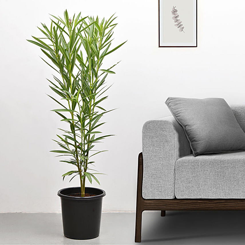 Oleander Plant In Black Pot