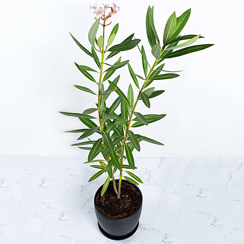 Oleander Plant In Black Pot