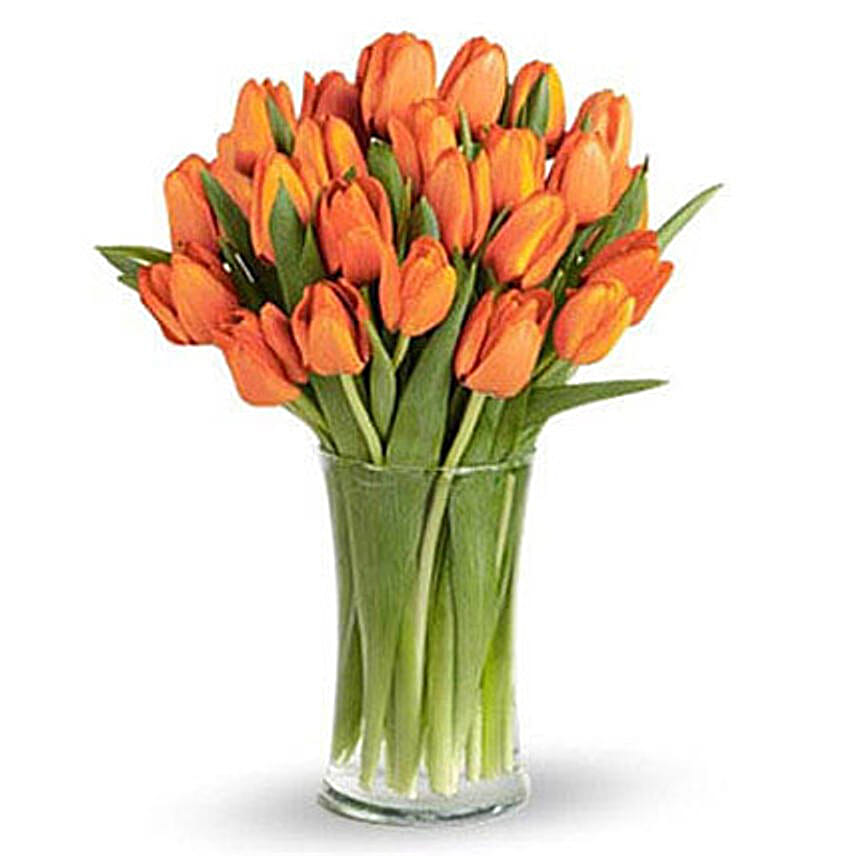 Orange Tulip Collection