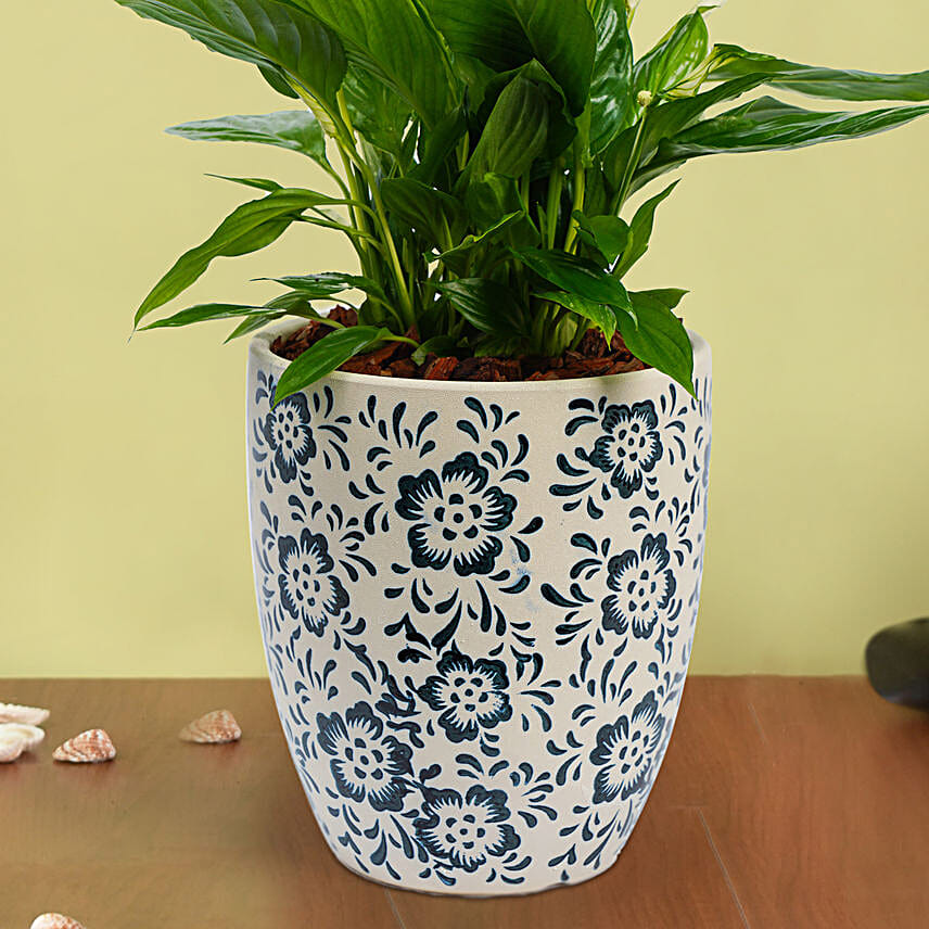 Peace Lilly Or Spathiphyllum in Premium Pot