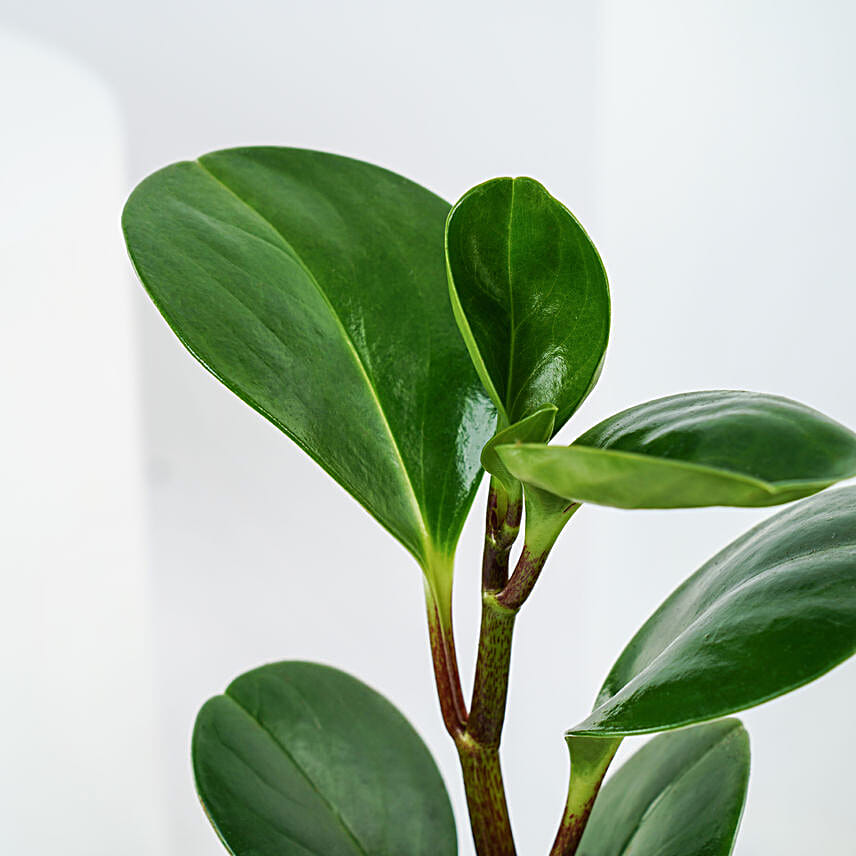 Peperomia Plant Birthday Mug