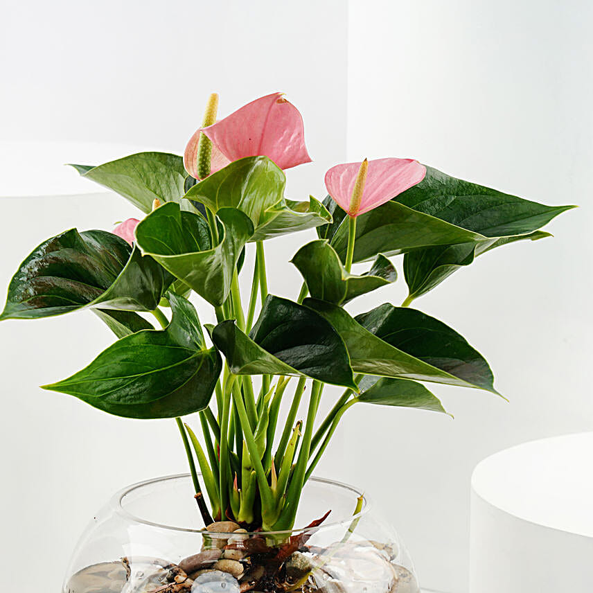 Pink Anthurium in Glass Bowl