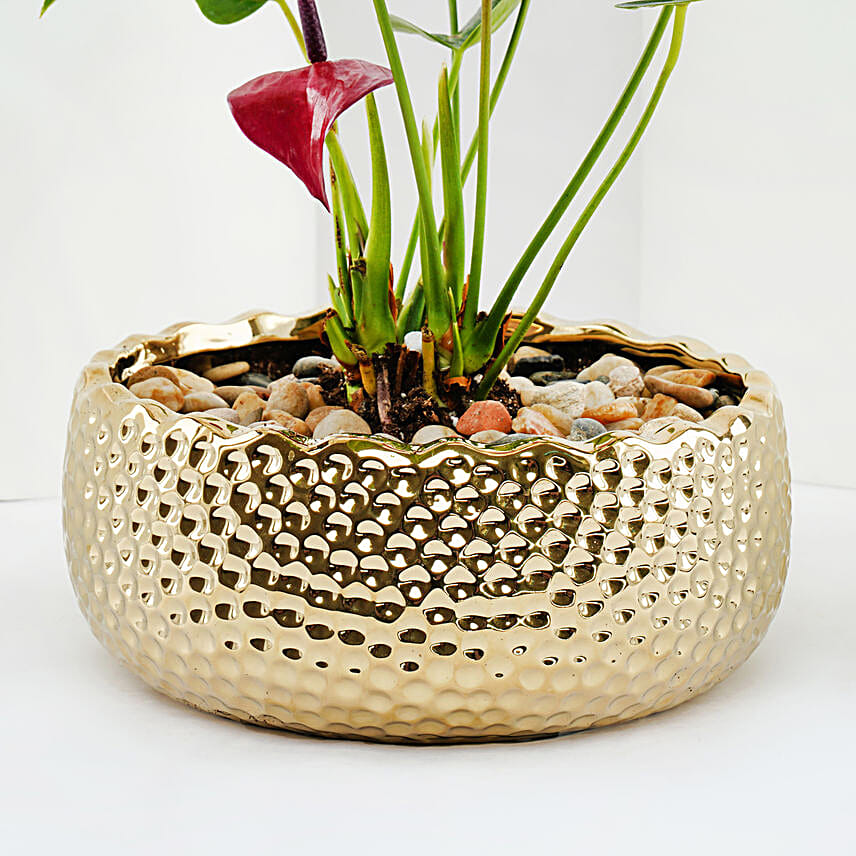 Red Anthurium Plant in Gold Pot