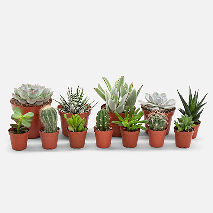 Set Of 12 Lovely Indoor Plants