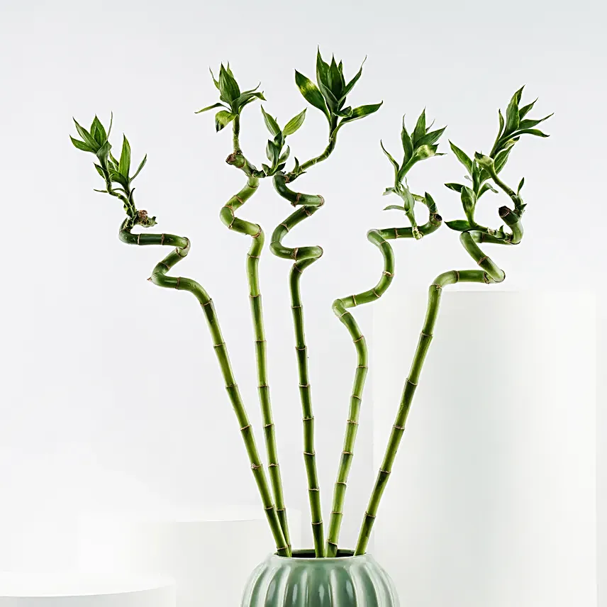 Sprial Lucky Bamboo in Premium Ceramic Vase