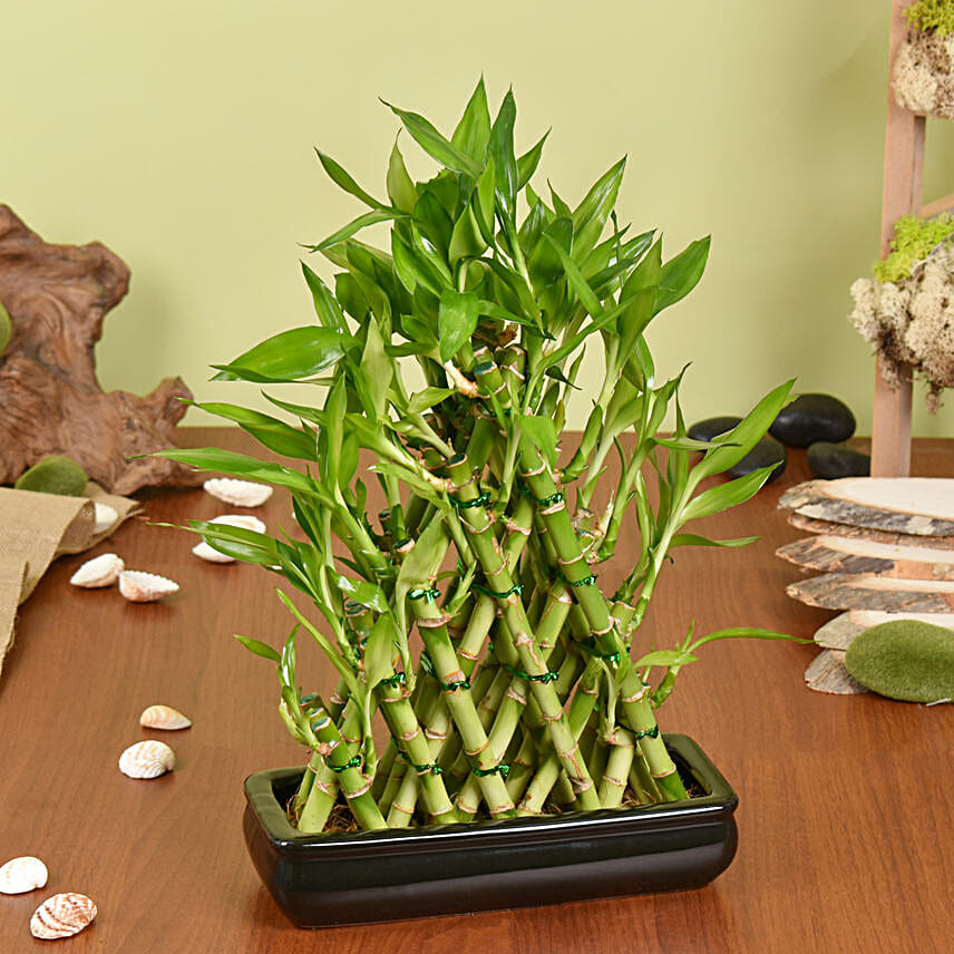 Triangle Lucky Bamboo
