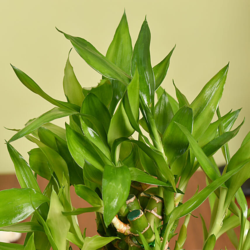 Triangle Lucky Bamboo