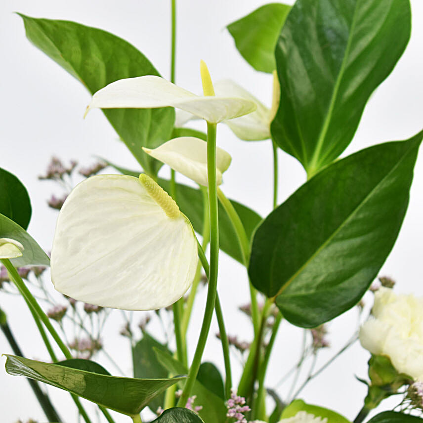 White Anthurium Plant and Carnations