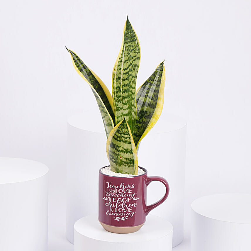 Worlds Best Teacher Snake Plant