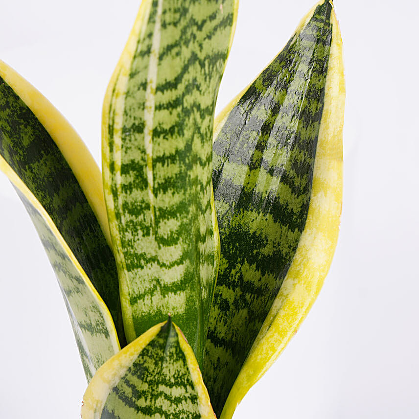 Worlds Best Teacher Snake Plant