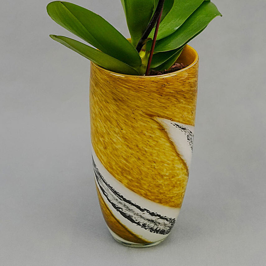 Yellow Ochid with Premium Vase