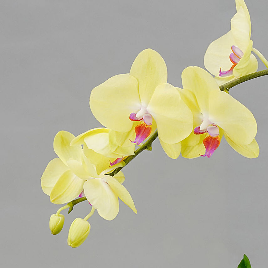 Yellow Ochid with Premium Vase