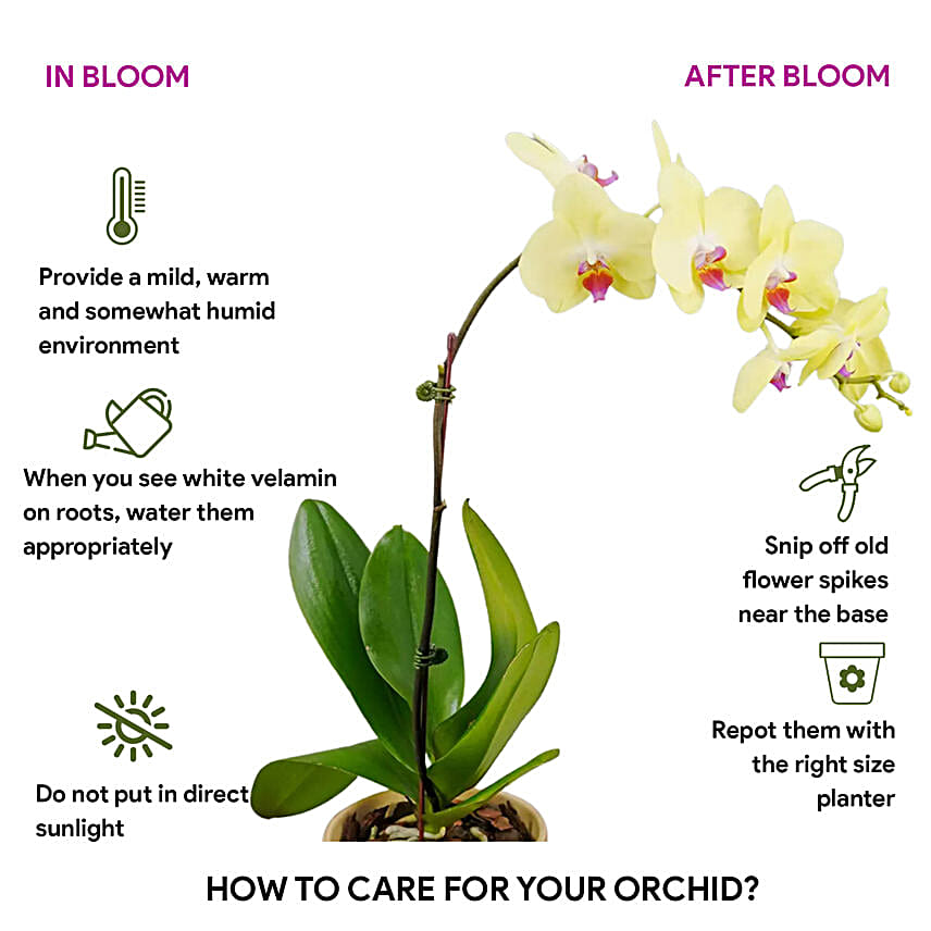 Yellow Ochid with Premium Vase