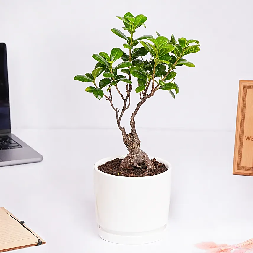 Zen bonsai in a ceramic pot