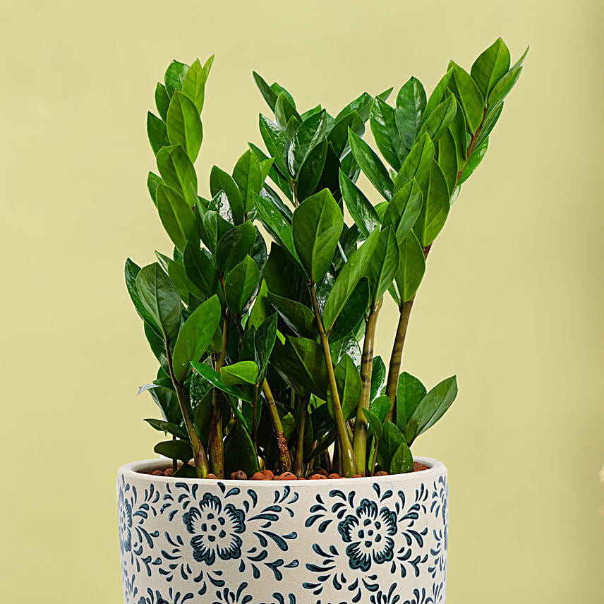 ZZ or Zamioculas Plant in Premium Pot