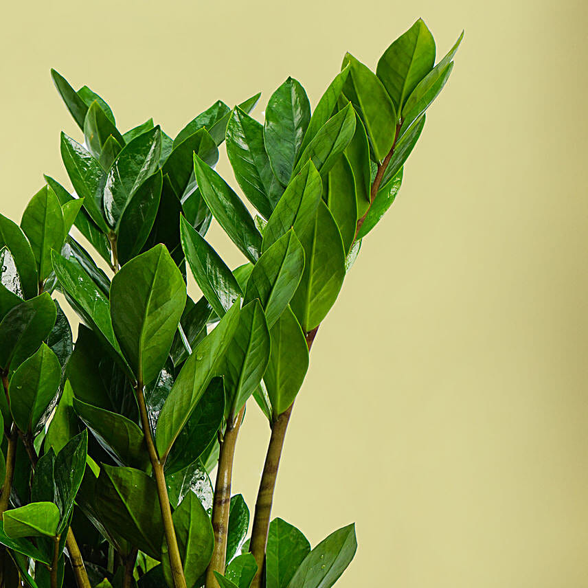 ZZ or Zamioculas Plant in Premium Pot