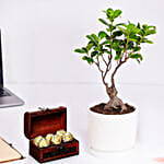 Ficus Bonsai Plant In Ceramic Pot and Chocolates