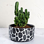 Cactus in Designer Vase