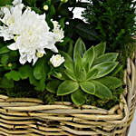 Basket of Plants Beauty