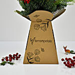 Christmas Flowers in Box