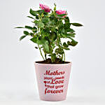 Mothers Love Rose Plant