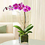 Purple Orchid Plant In Glass Vase