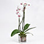 Pink Phalaenopsis Orchid Plant