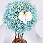 Butterfly n Blue Sky Gypso Arrangement