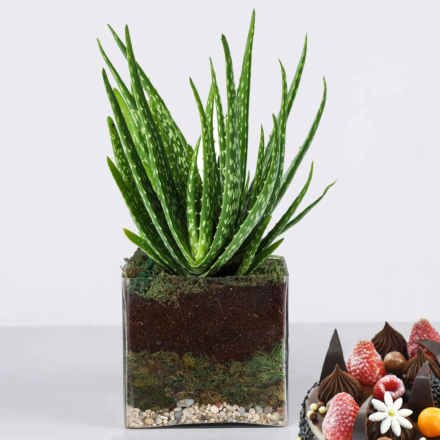 Aloe Vera Plant in Square Vase uae | Gift Aloe Vera Plant in Square Vase-  FNP