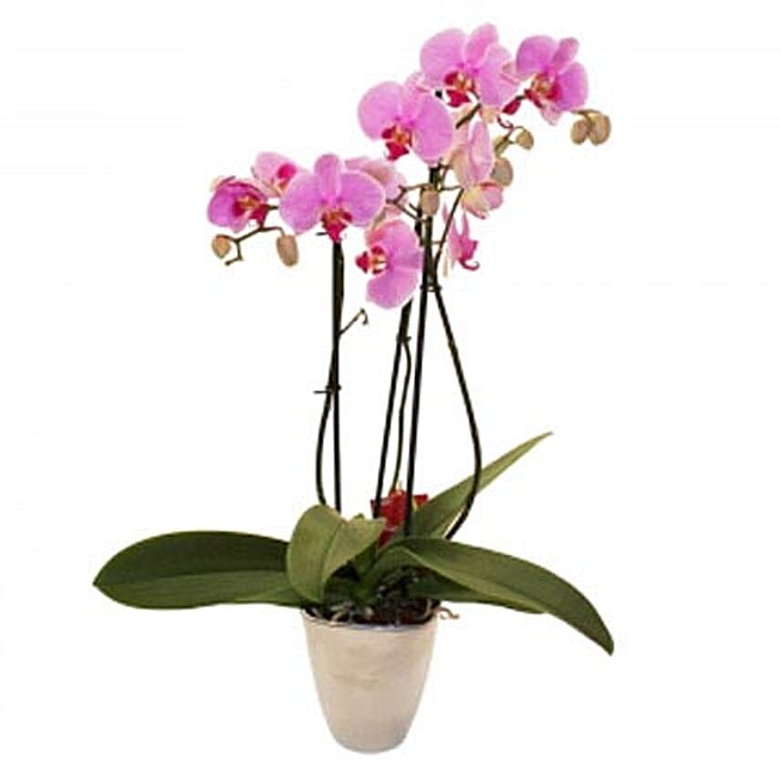 Elegant Orchid