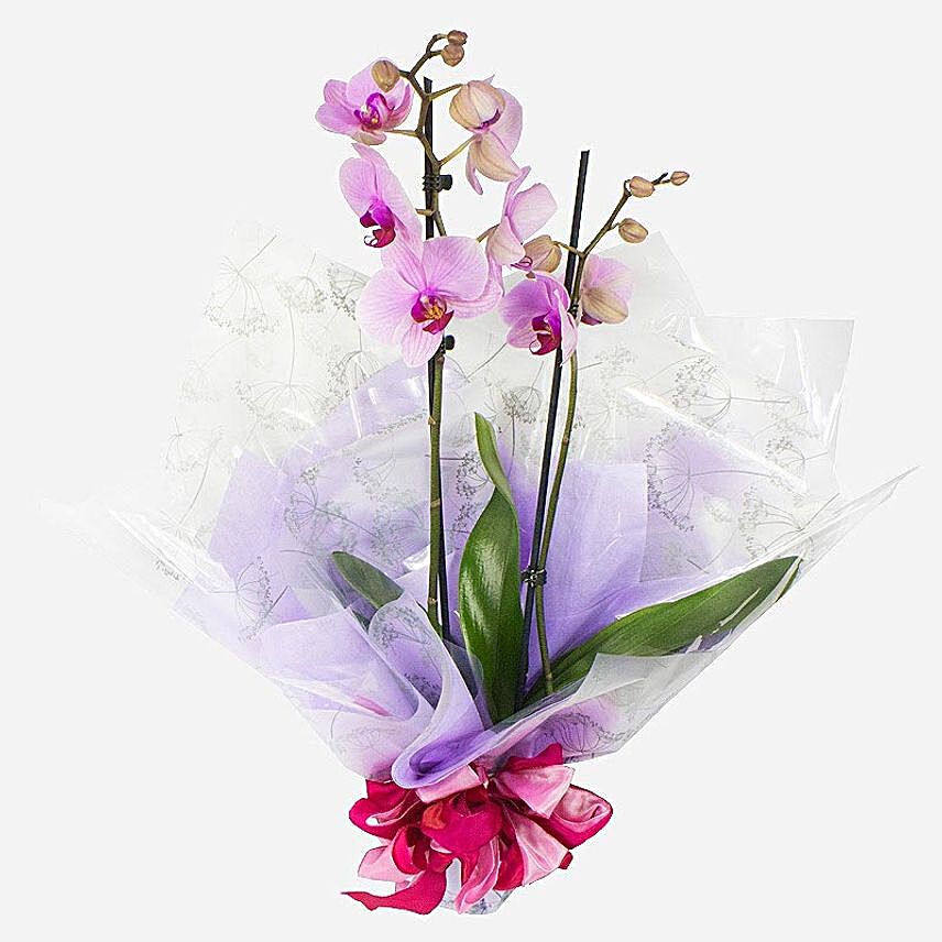 Gift Wrapped Orchid Plant:Flower Delivery UK