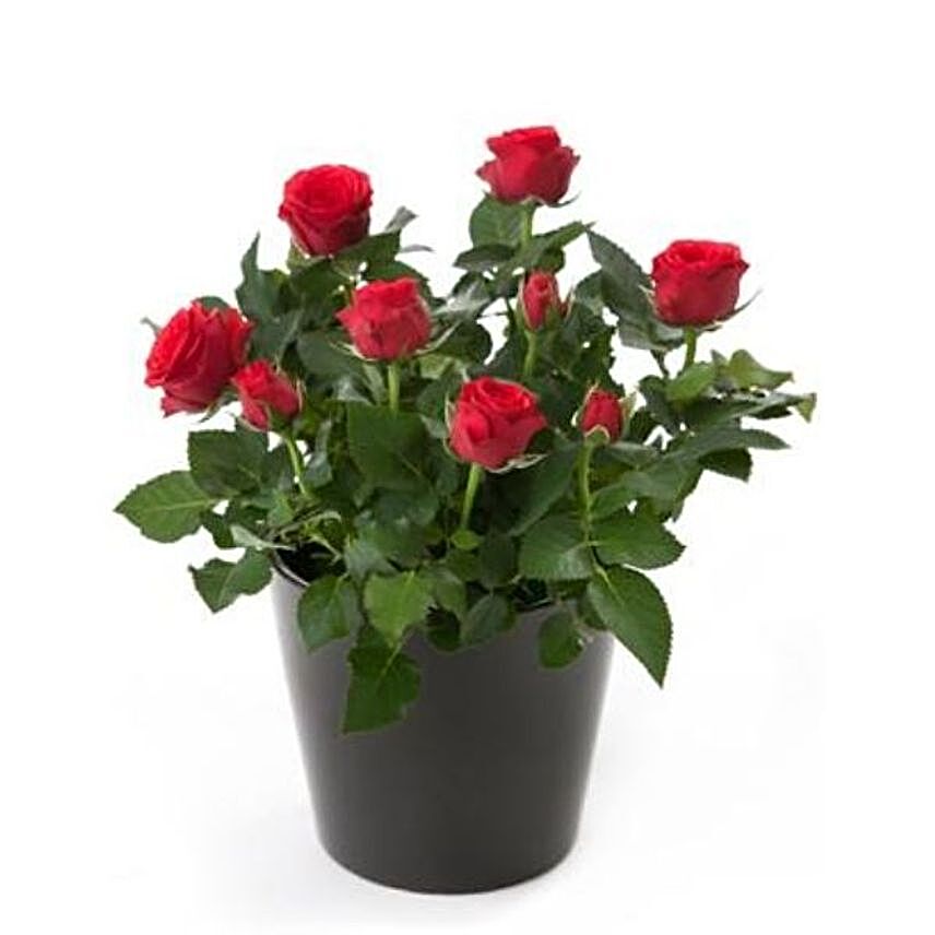Rose Plant Gift Pack