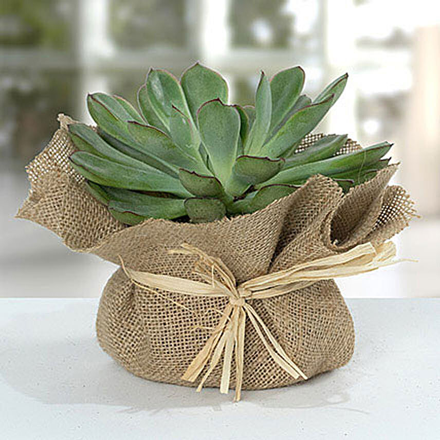 Green Echeveria Jute Wrapped Plant:Send Friendship Day Gifts to UK