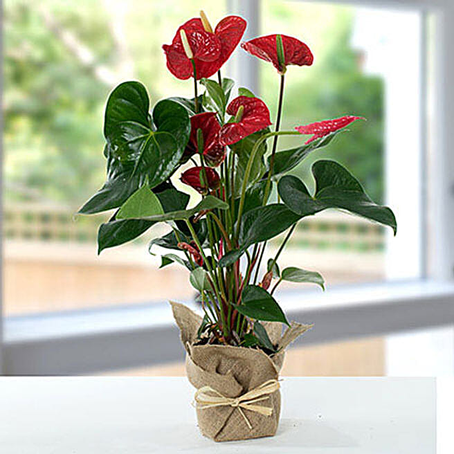 Red Anthurium Jute Wrapped Potted Plant uk Gift Red Anthurium Jute