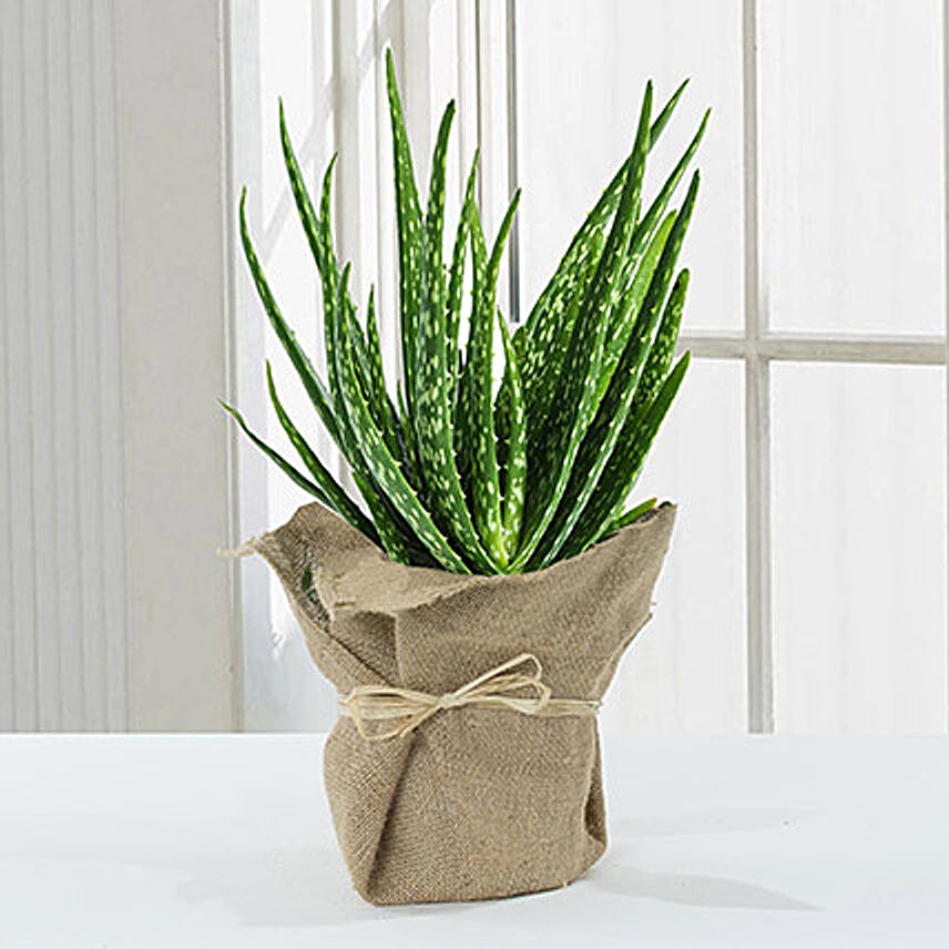Aloe Vera Plant With Jute Wrapping:Plants  in UK