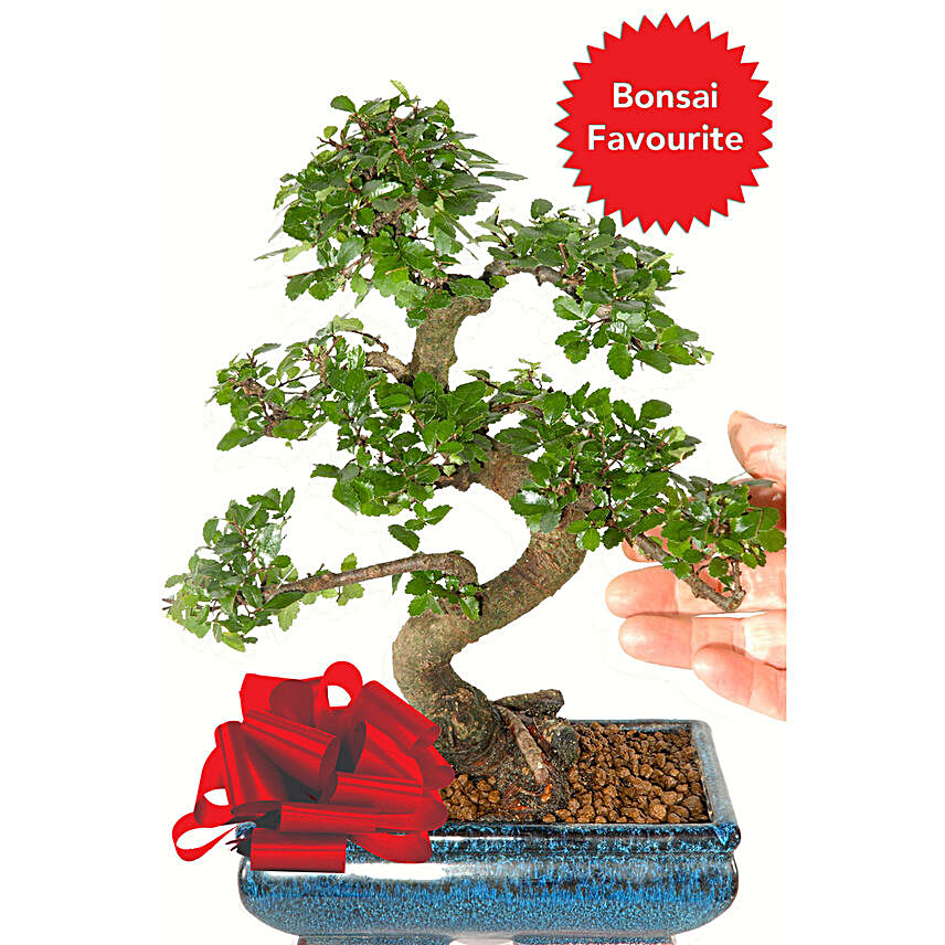 Elegant Chinese Elm Bonsai:Send Fathers Day Gifts to UK