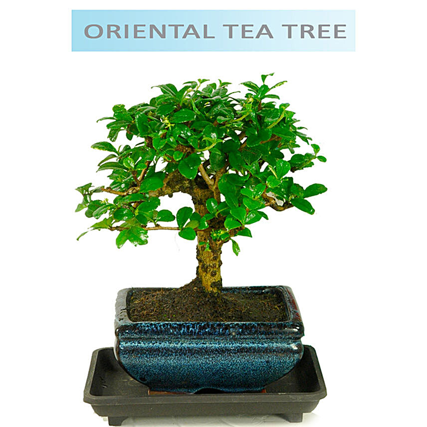 Oriental Tea Tree Bonsai