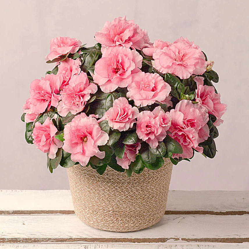 Pink Azalea Jute Pot:Birthday Flowers to UK