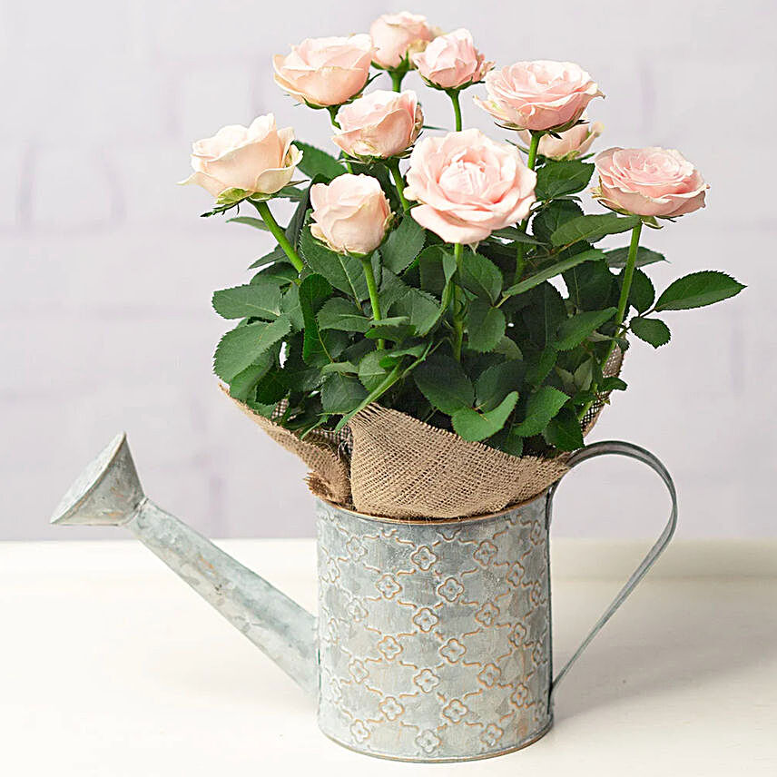 Pink Rose Plant In Watering Can