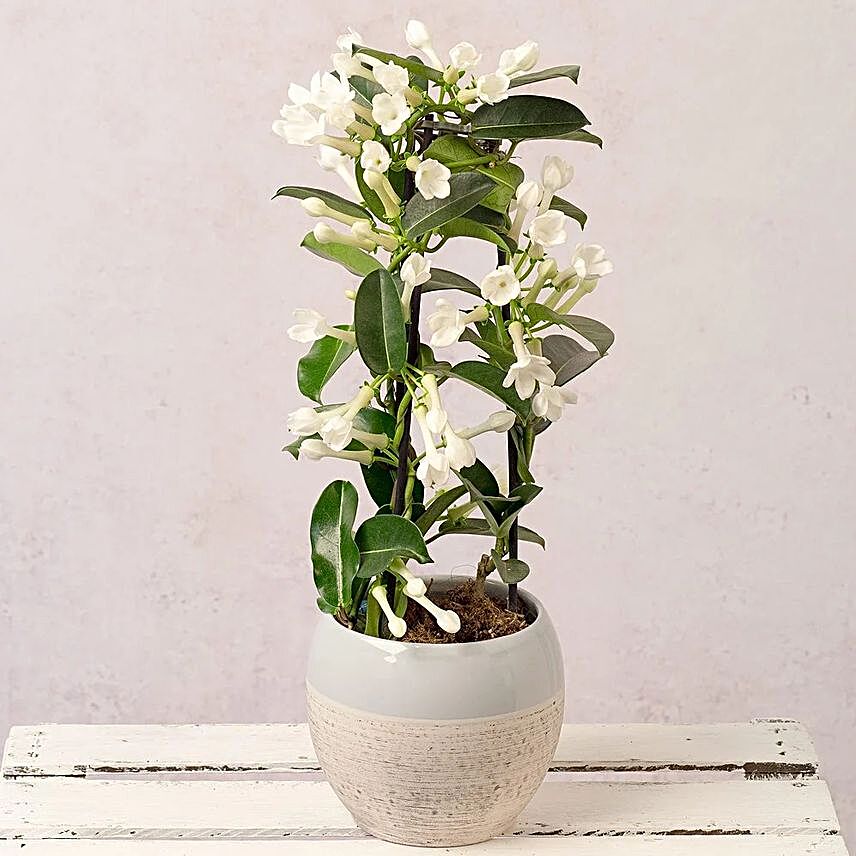 White Stephanotis Plant In Grey Ceramic Pot