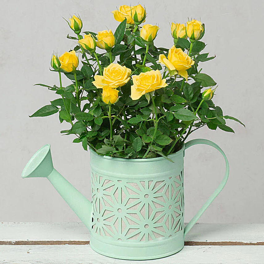 Yellow Rose Plant In Watering Can:Birthday Flowers to UK