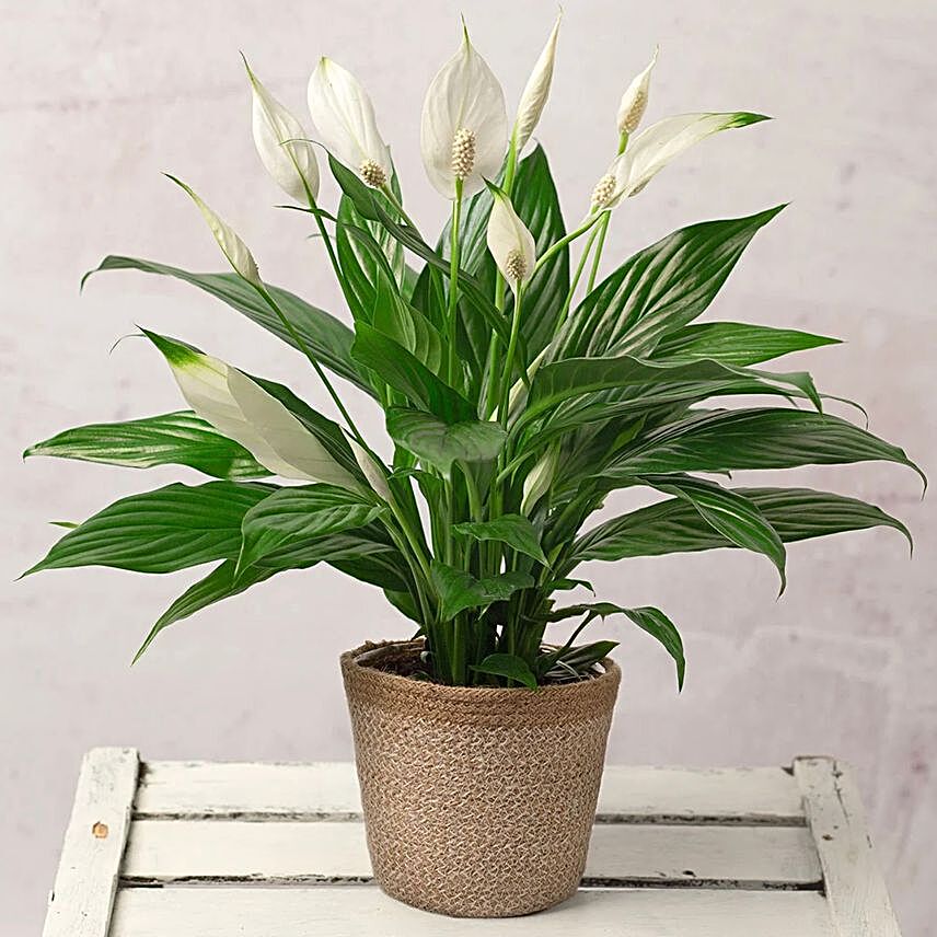 Air Purifying Peace Lily Plant In Seagrass Planter:Send Birthday Gifts to UK