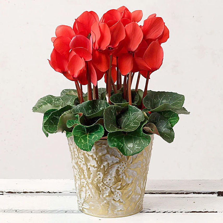 Red Cyclamen Plant In White And Golden Pot