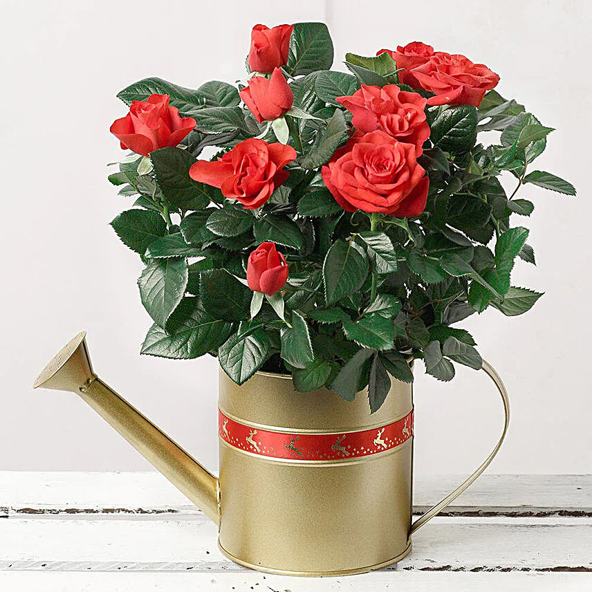 Red Rose Plant In Golden Watering Can