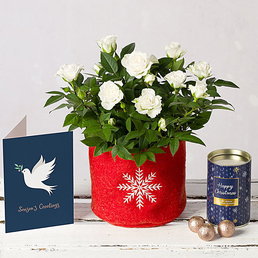 White Christmas Roses Gift Set:Flowers with Chocolates to UK