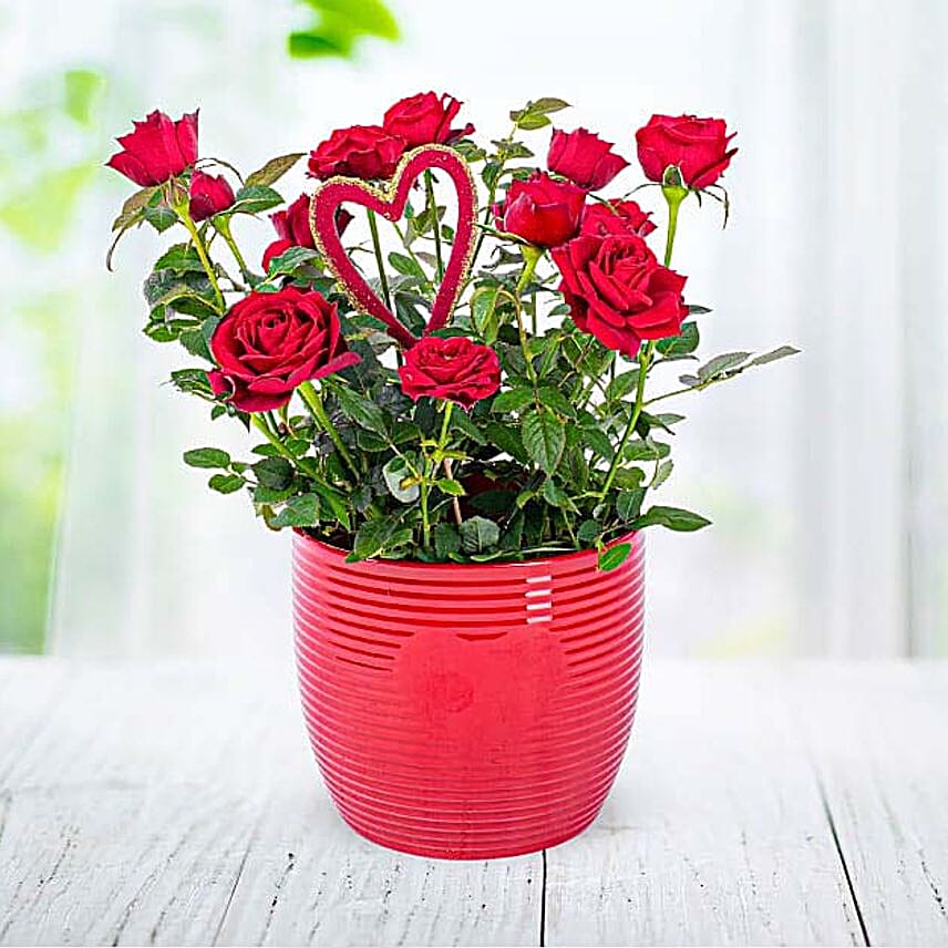 Heart Rose Plant