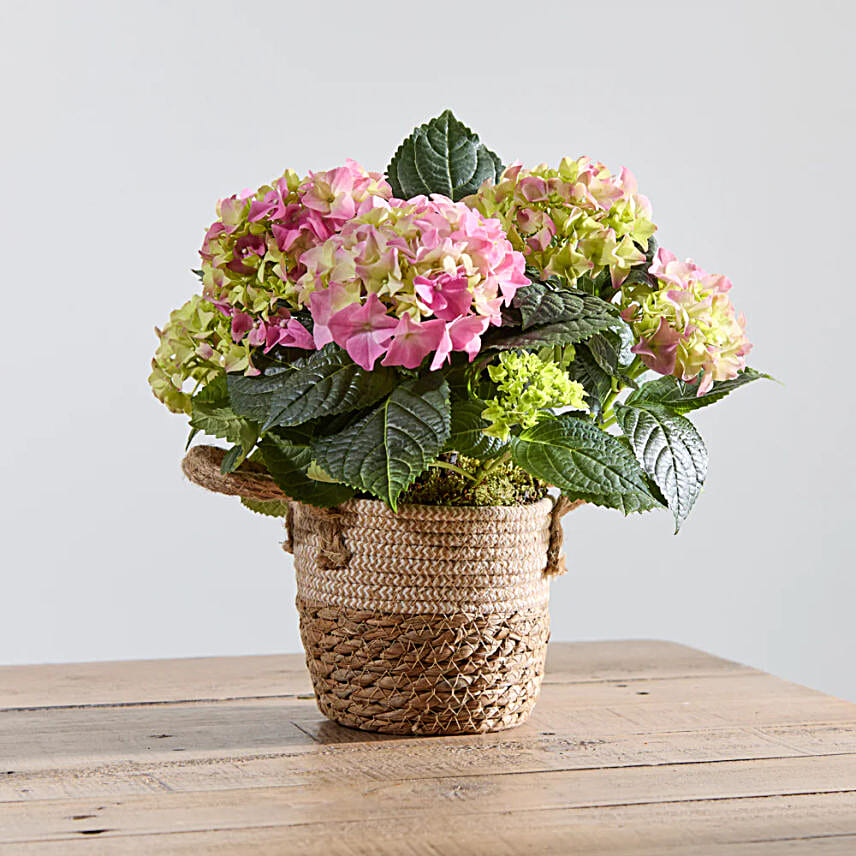 Pink Hydrangea Plant