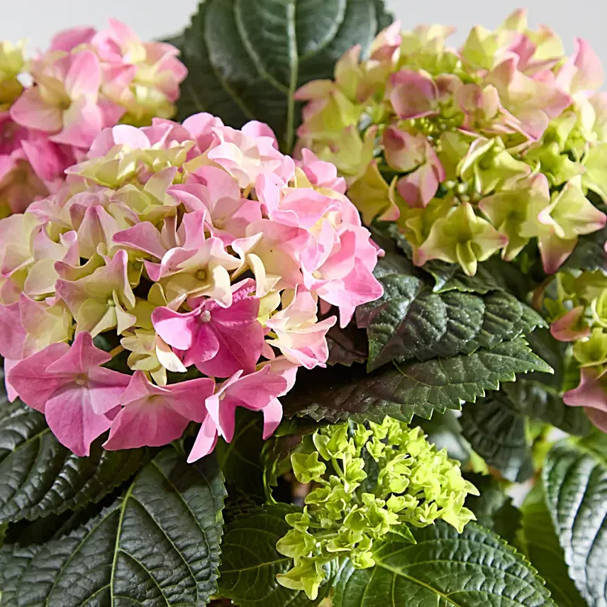 Pink Hydrangea Plant